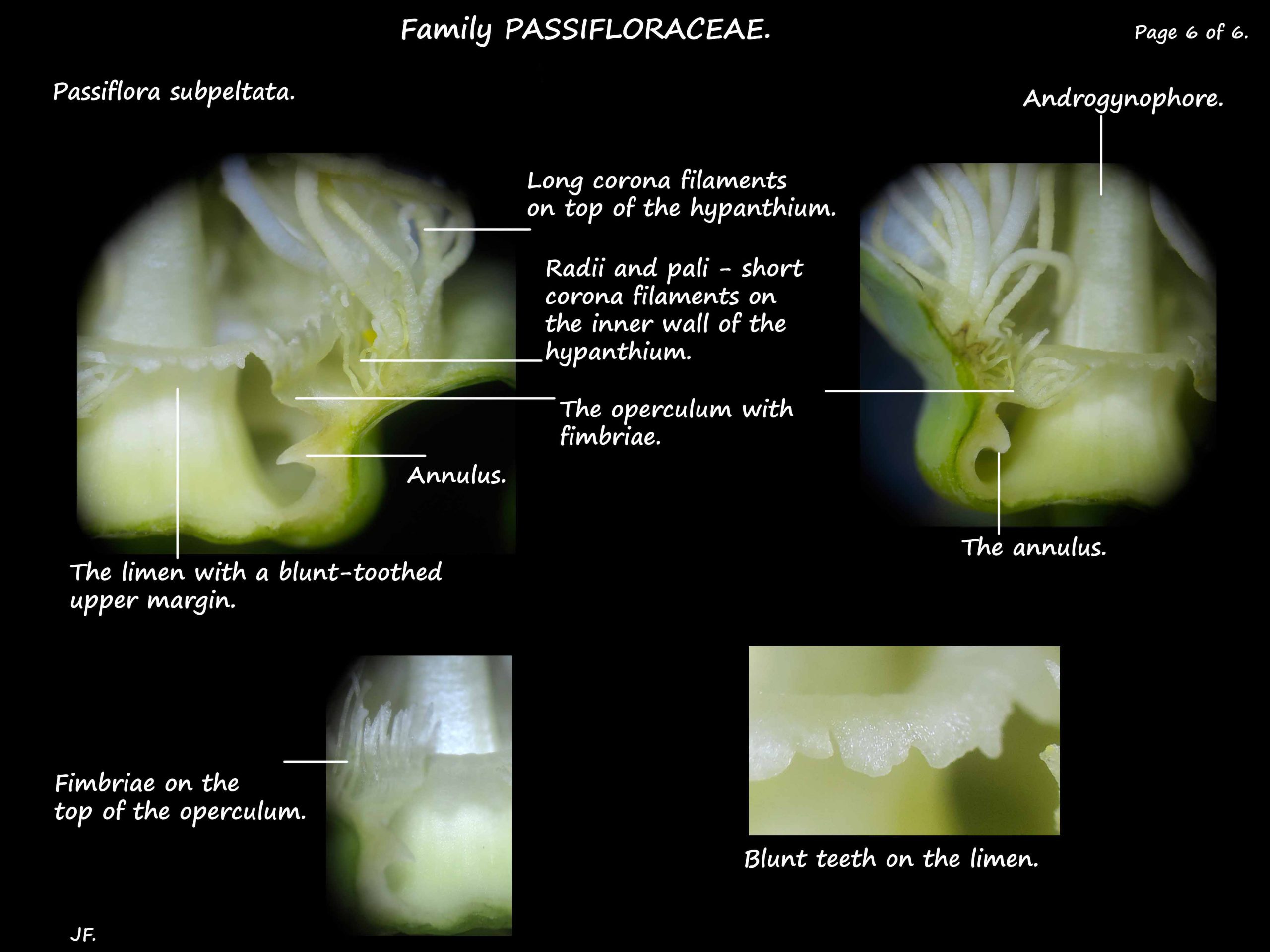 7 Limen & operculum in Passiflora subpeltata